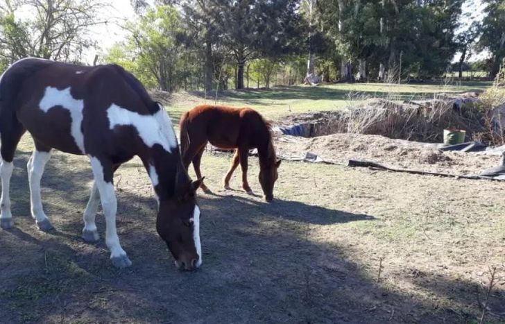 La ONG quiere seguir trabajando desinteresadamente para cuidar a los animales y necesita la ayuda de todos.