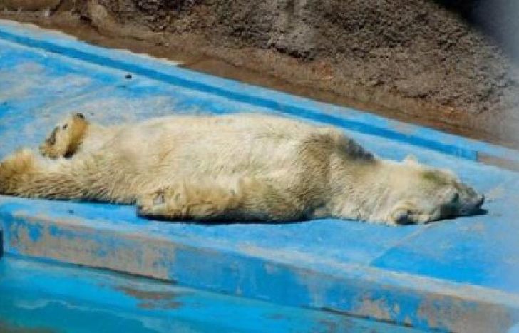 oso arturo