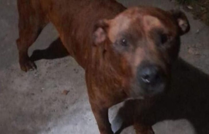 Así está hoy Rocky, el perro maltratado. Fue curado y adoptado.