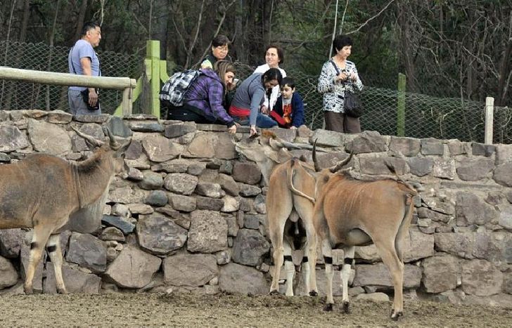 La mayoría de los animales fueron trasladados a santuarios dentro del país o en el exterior.