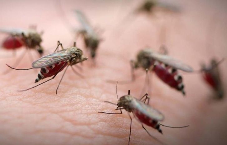 No está asociada con el Aedes Aegypti, mosquito transmisor del dengue.