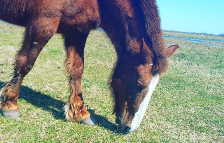 Los caballos reciben todos los cuidados necesarios en el refugio de la ONG.