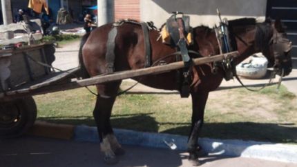 La tracción a sangre, una imagen tan real como dolorosa.