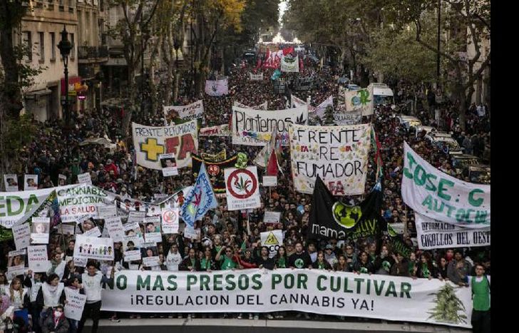 Los pedidos de las organizaciones apuntan al cese inmediato de las detenciones a cultivadores y usuarios de drogas.