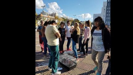 zoonosis: adopcion y atencion gratuita zoonosis: adopcion y atencion gratuita