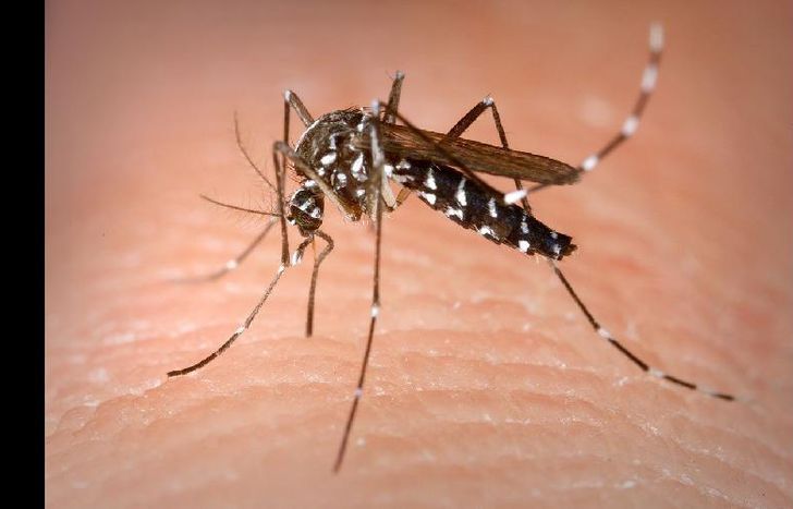 en lo que va del 2020, se notificaron 45 casos positivos de dengue en el territorio