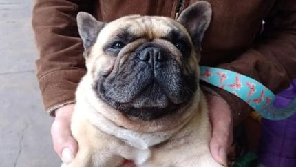 Cooper, el perro del empresario descuartizado.