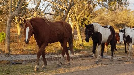 Con la venta de las latas y las tapitas juntan dinero que es destinado a los caballos.