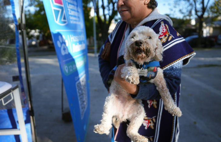 En las últimas semanas castraron gratis a cientos de mascotas en Lomas.