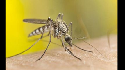 alerta por cuatro casos de dengue en caba