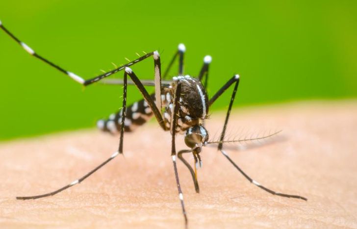 Mientras tanto, es clave prevenir la propagación del mosquito transmisor.