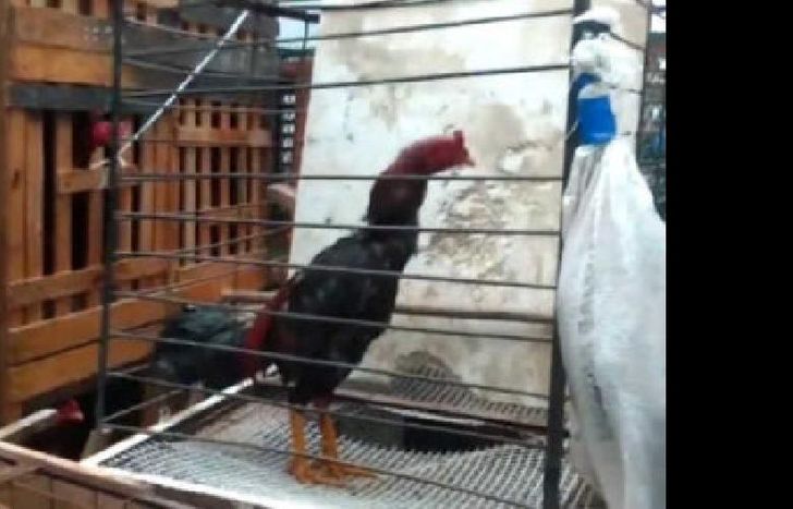 hacían apuestas con los animales.