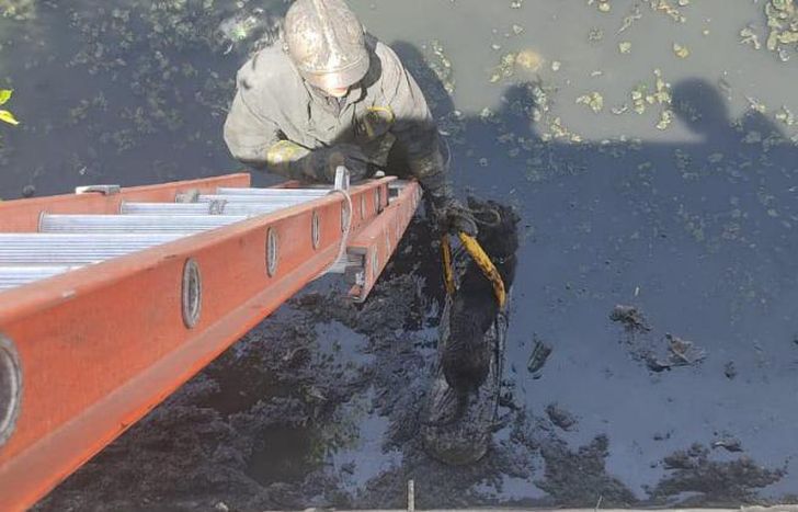 El momento en el que los bomberos rescatan al animal.