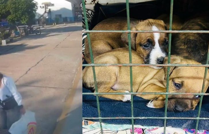 La mujer dejó a los perritos en el estacionamiento y escapó.