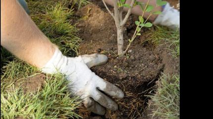 en un trabajo conjunto, plantan 100 arboles en remedios de escalada