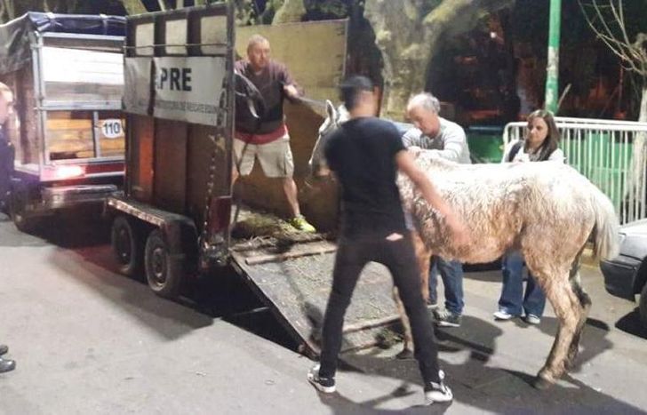 Así restaban al animal herido.