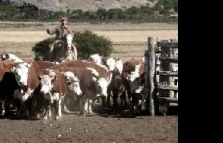 campo