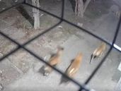 Nuevas imágenes de la jauría que ataca en diferentes localidades de Lomas de Zamora.
