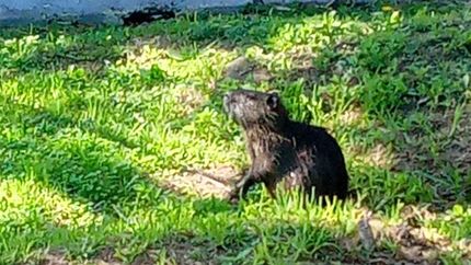 El coipo se acercó a los vecinos que pasaban el día en el Parque Finky.