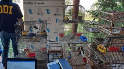 la ddi de lomas desbarata una banda que vendia aves autoctonas