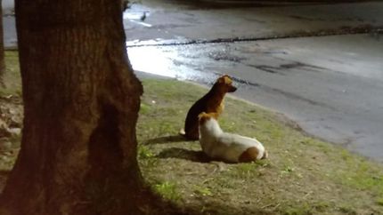 Los perros, en la esquina de lo Oscar, como en una eterna espera.