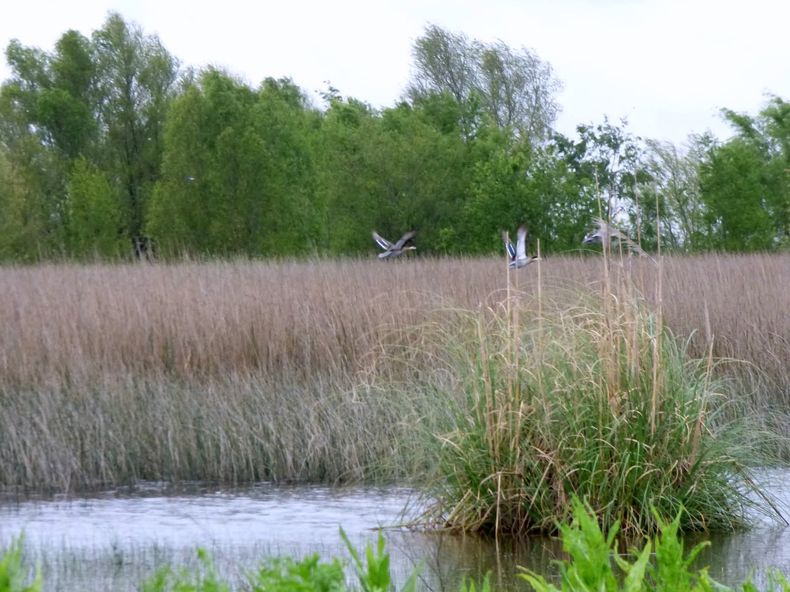 Alberga una laguna de 45 hectáreas y es clave para la Cuenca Matanza-Riachuelo.