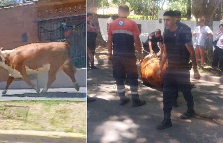 El bovino fue protagonista de la jornada y acaparó todas las miradas.