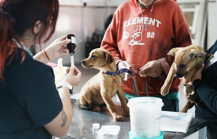 Los vecinos de Fiorito podrán atender a sus mascotas.