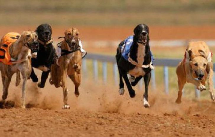 galgos
