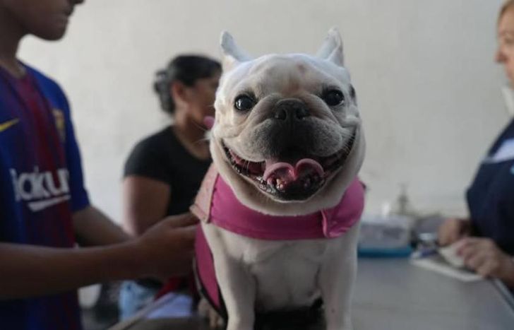 El Hospital de Animales de Lomas informó cuáles serán los horarios de atención durante los feriados de Carnaval.