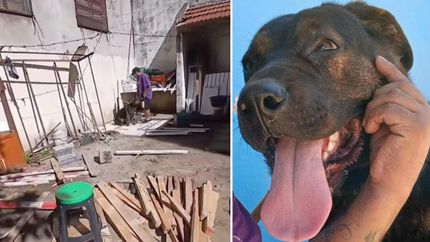 rescataron a la perra abandonada en un comercio de banfield