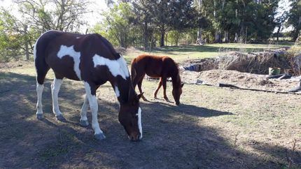 Los caballos tienen un nuevo hogar.