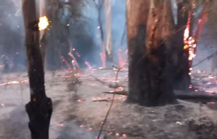 Árboles y pastos quemados en la Facultad de Ciencias Agrarias.