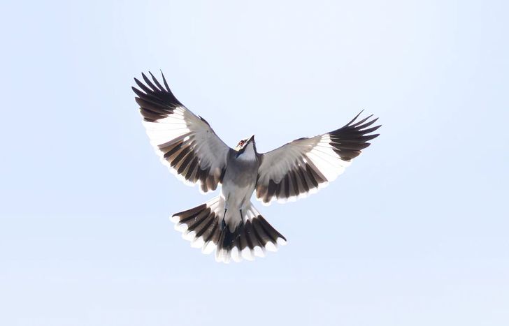 El Parque Finky de Turdera es refugio de más de 150 especies de aves.