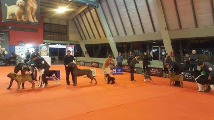 Cita imperdible para los amantes de los perros. Cita imperdible para los amantes de los perros.