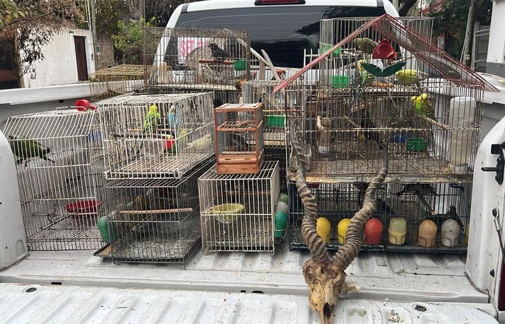Además de animales, tenían un cráneo de antílope.