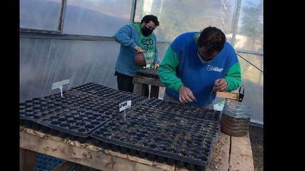 Preparan nuevas plantas y árboles que se distribuirán en todos los espacios verdes de Lomas
