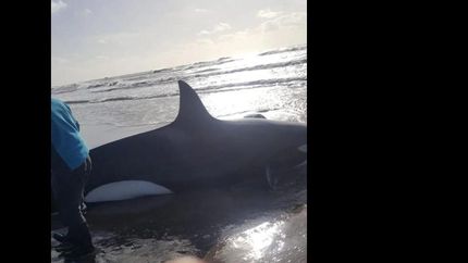 liberan una orca y una ballena varadas en mar del plata