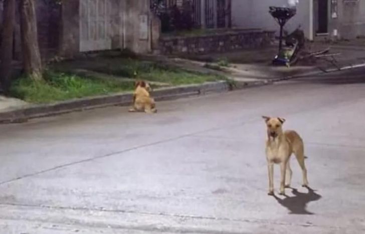 Los vecinos aseguran que están adiestrados.