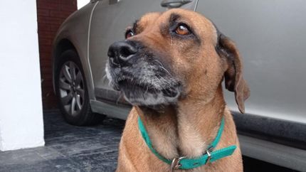 Diario La Unión | Turdera, la perra asesinada por el pitbull.