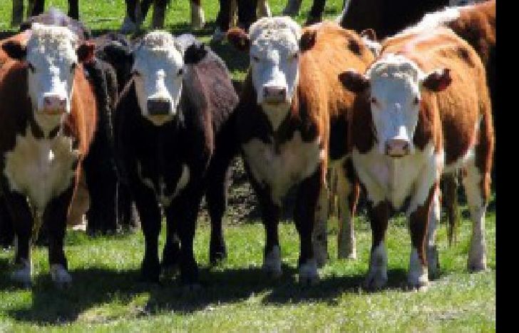 vacas