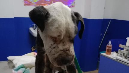 El perro se encuentra en buen estado de salud gracias al accionar de Erika. Ahora Pitt está en la búsqueda de una familia.