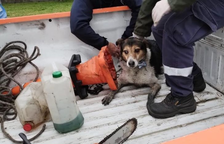 Lolo volvió a casa con sus dueños.