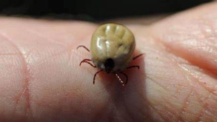 La mordedura de una garrapata infectada puede provocar la Enfermedad de Lyme.