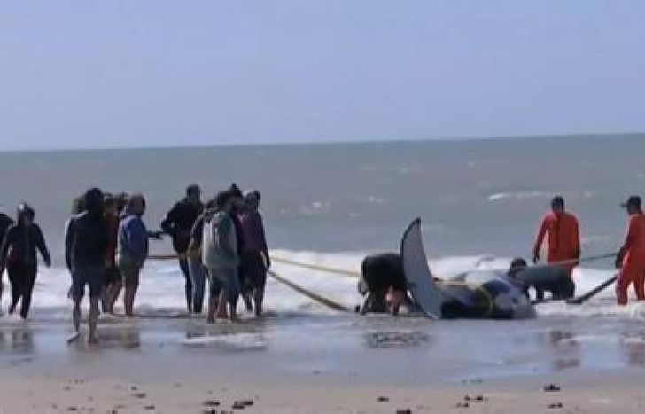 trabajan en el lugar personal de Fauna Argentina, Prefectura Naval, Guardaparques, Bomberos y personal municipal desplegando un fuerte operativo de rescate.