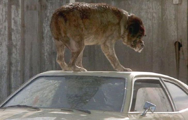 Cujo, un clásico del terror.