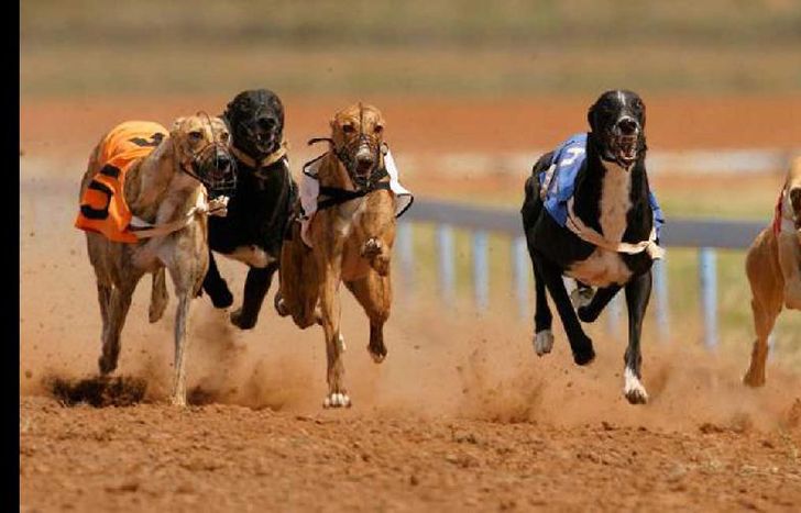 galgos