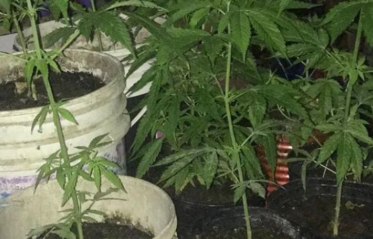 Incautaron cerca de 90 envoltorios con marihuana.