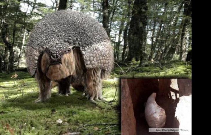 gliptodonte