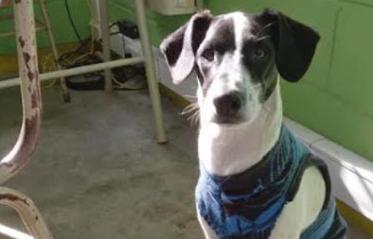 Brindan atención a los perros sin hogar dentro de la Unidad lomense.